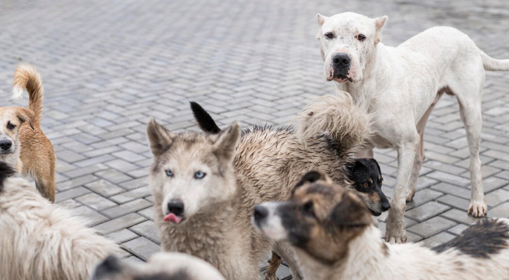 No momento você está vendo Prefeito sanciona novas leis para proteção animal em Salvador