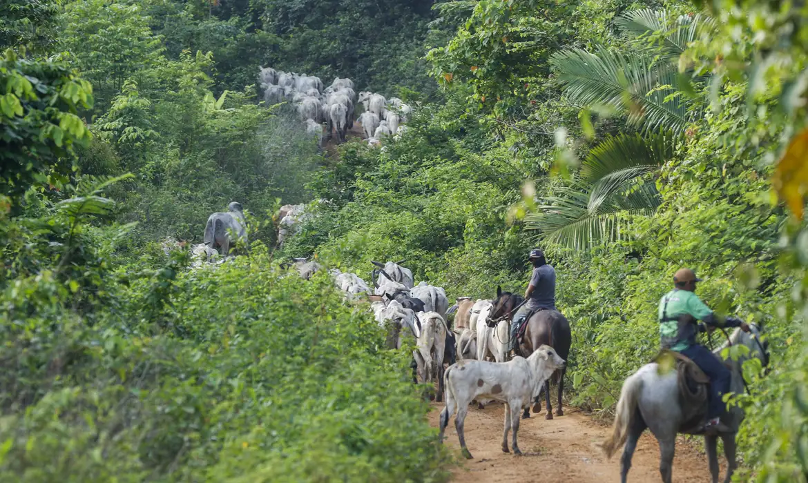 No momento você está vendo Vaqueiro contratado pelo Ibama é morto em terra indígena no Pará