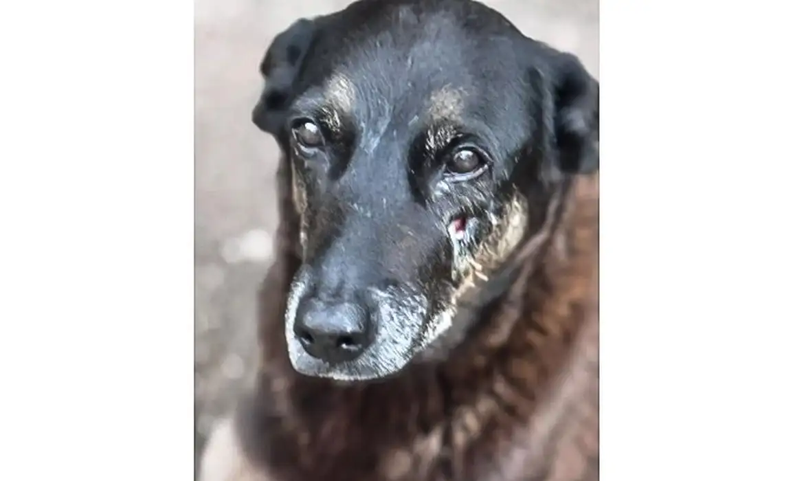 No momento você está vendo Adolescentes suspeitos de matar o cão Orelha voltam ao Brasil