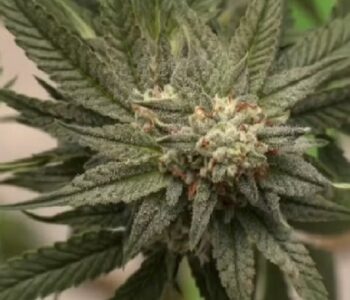 Consumo de drogas dos brasileiros cresce impulsionado pela maconha