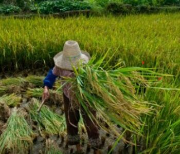 Garantia de direitos trabalhistas no campo ainda enfrenta desafios