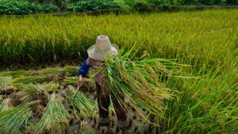 No momento você está vendo Garantia de direitos trabalhistas no campo ainda enfrenta desafios