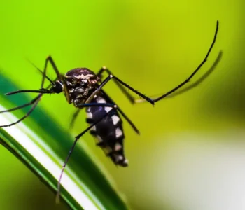 Casos de dengue no Brasil caem 75% em 2026