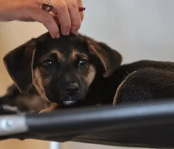 Lei define guarda compartilhada de pets; veja detalhes