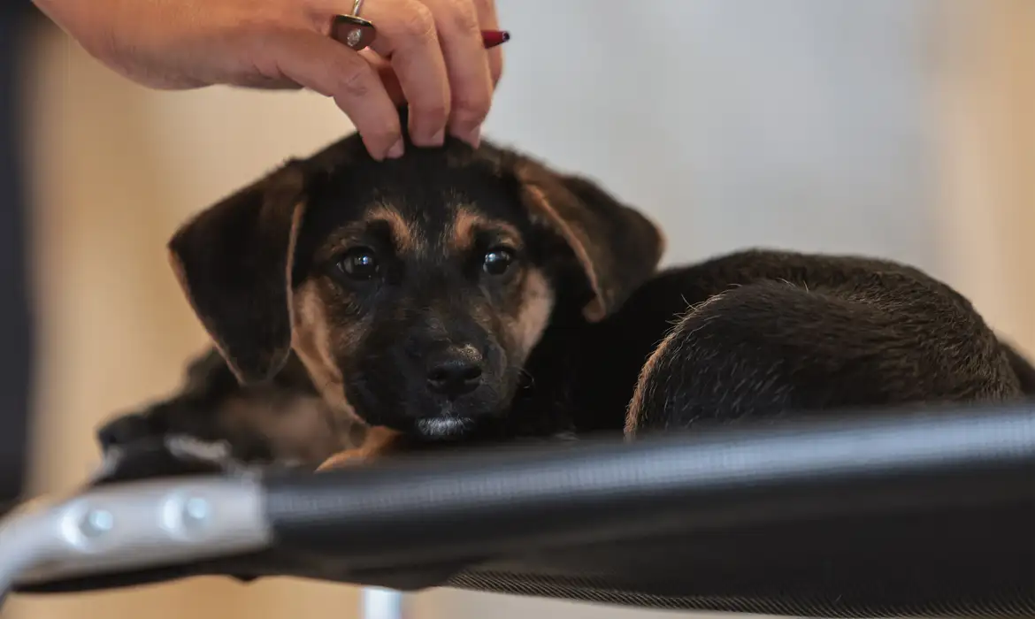 No momento você está vendo Lei define guarda compartilhada de pets; veja detalhes