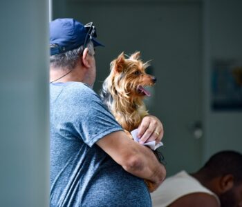 Hospital Público Veterinário de Salvador reforça que abandono de animais é crime