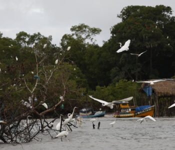 Amazônia Soberana: programa vai combater crimes em áreas de fronteira