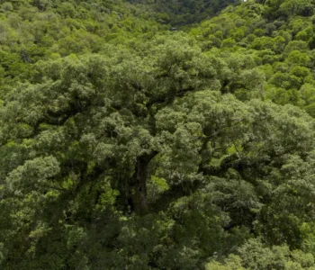 Desmatamento da Mata Atlântica tem queda de 28% em um ano