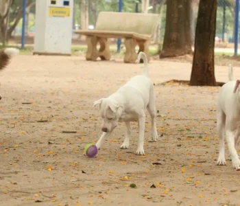 Lei torna crime exercício ilegal da medicina veterinária 
