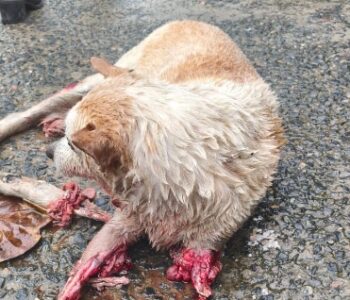 Cão comunitário é morto com requintes de crueldade na Boca do Rio; caso mobiliza autoridades em Salvador