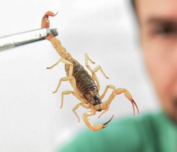 Crianças são mais vulneráveis a envenenamento por picada de escorpião
