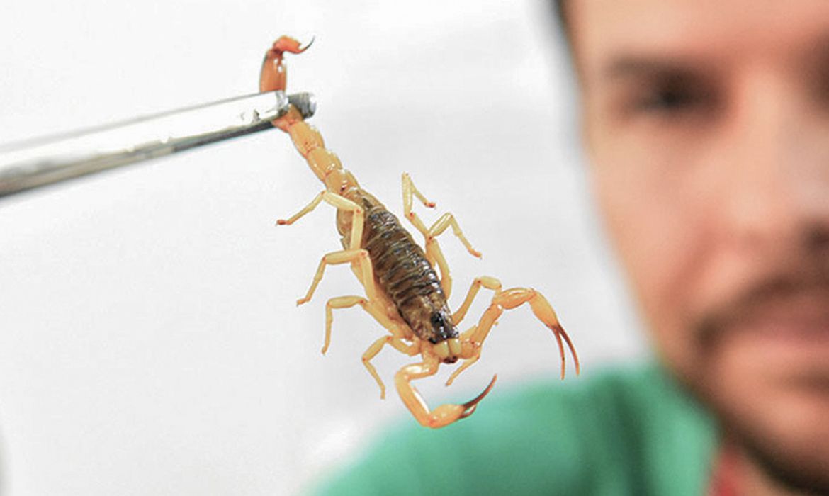 No momento você está vendo Crianças são mais vulneráveis a envenenamento por picada de escorpião