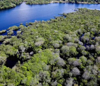 Alertas de desmatamento na Amazônia caem 35% em junho de 2026