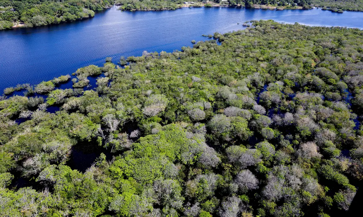 No momento você está vendo Alertas de desmatamento na Amazônia caem 35% em junho de 2026