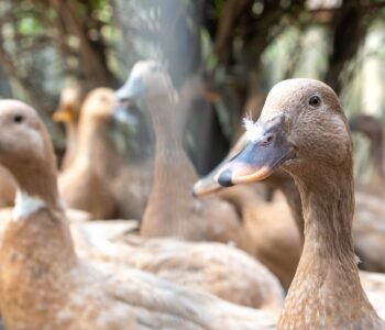 Sancionada lei que proíbe produção e comercialização de fois gras