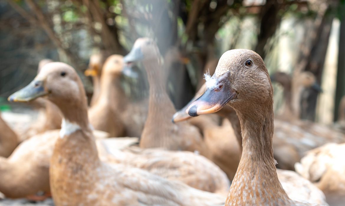No momento você está vendo Sancionada lei que proíbe produção e comercialização de fois gras