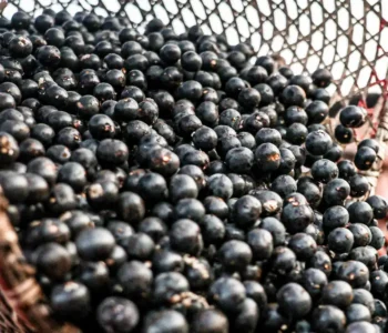 China facilita exportação de polpas e frutas congeladas brasileiras