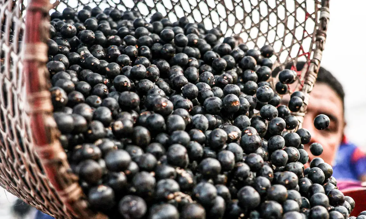 No momento você está vendo China facilita exportação de polpas e frutas congeladas brasileiras