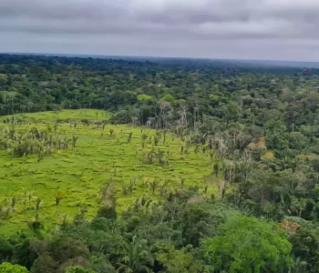 Imazon aponta desmatamento zero em 60% de terras indígenas na Amazônia