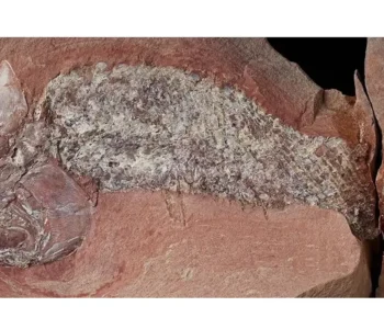 Estudo mostra fóssil de peixe pré-histórico encontrado em Mato Grosso
