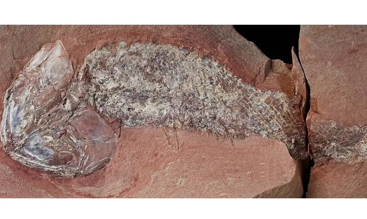 No momento você está vendo Estudo mostra fóssil de peixe pré-histórico encontrado em Mato Grosso