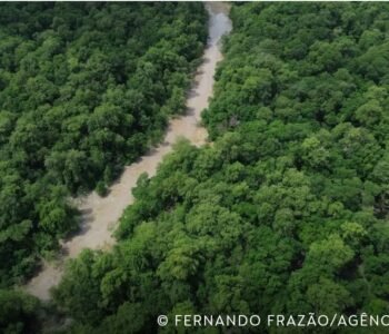 No Dia da Amazônia, campanha pede que eleitor vote por floresta em pé