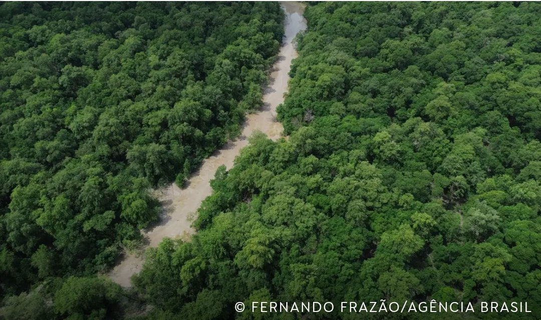 No momento você está vendo No Dia da Amazônia, campanha pede que eleitor vote por floresta em pé