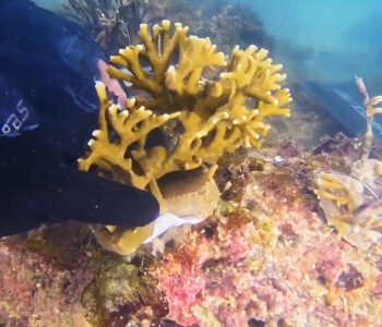 Projeto Mares conclui capacitação com implantação de corais nativos na Ilha de Itaparica