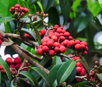 Reserva Espinita atua na preservação ambiental de 118 hectares de área de Mata Atlântica