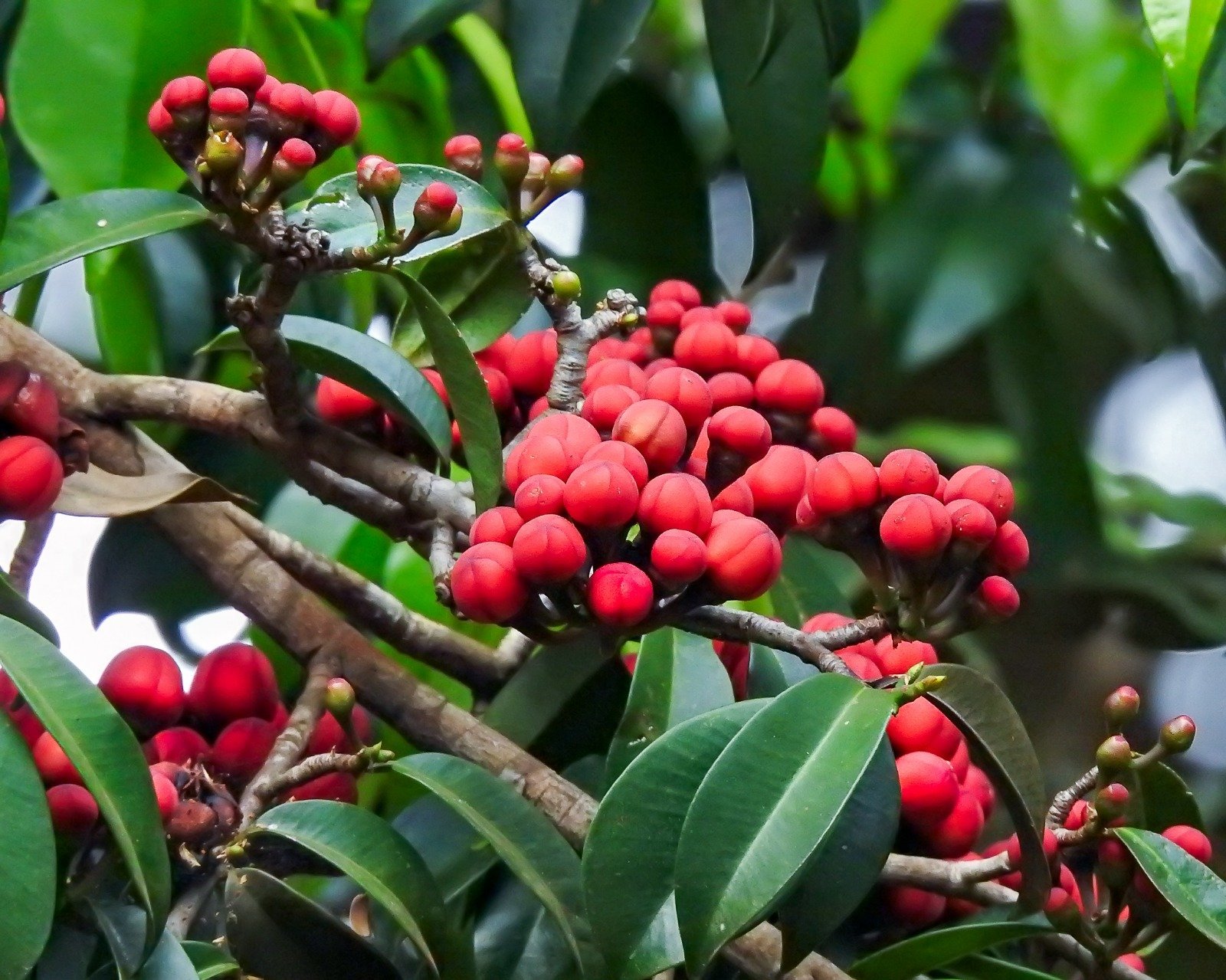 No momento você está vendo Reserva Espinita atua na preservação ambiental de 118 hectares de área de Mata Atlântica