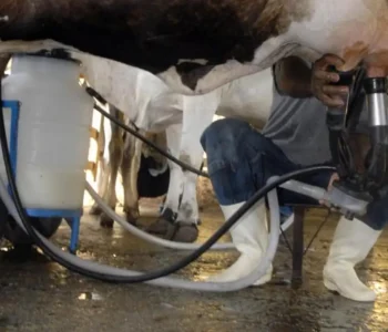 Produção de leite bate recorde mesmo com redução de vacas ordenhadas