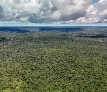 MapBiomas: Amazônia registra menor nível de desmatamento em 41 anos